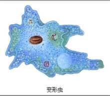 Amoeba