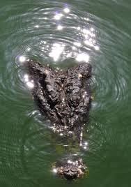 Krokodil se tegniek