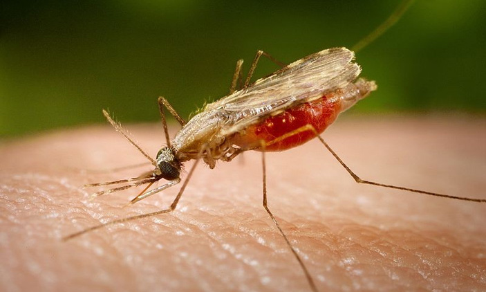 malaria muskiet bestand teen behandeling
