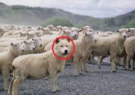 wolf in skaapsklere